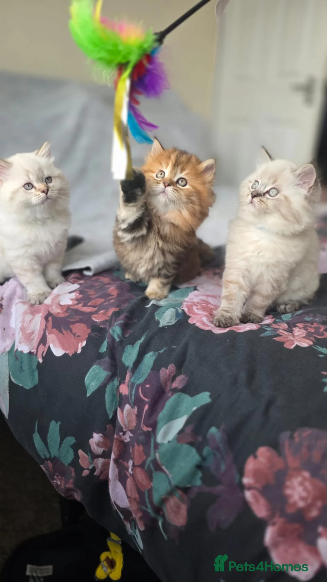 Mixed Breed cats for sale: Ragdoll mix British shorthair  - Advert 1