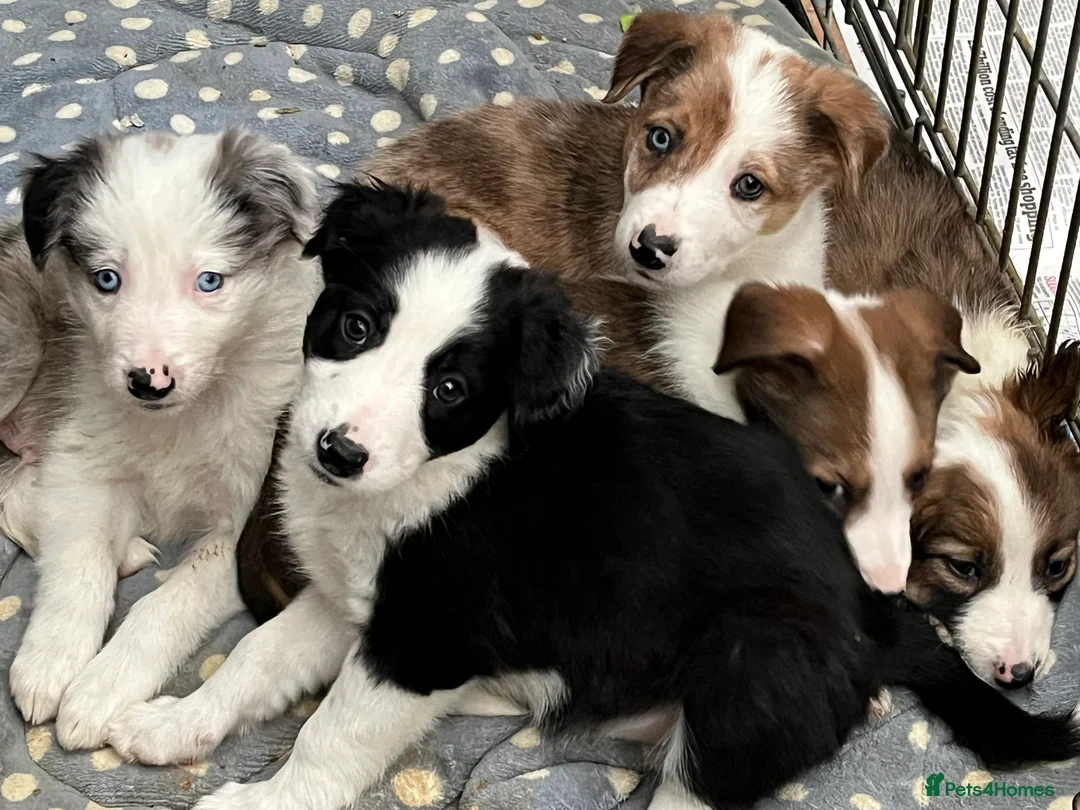 Border Collie dogs for sale: Border  collie pups. Mixed colours. - Advert 12