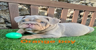 English Bulldog dogs - Advert 5