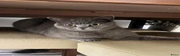 British Shorthair cats for sale: Scottish fold and British shorthair  in Cradley Heath - Advert 2