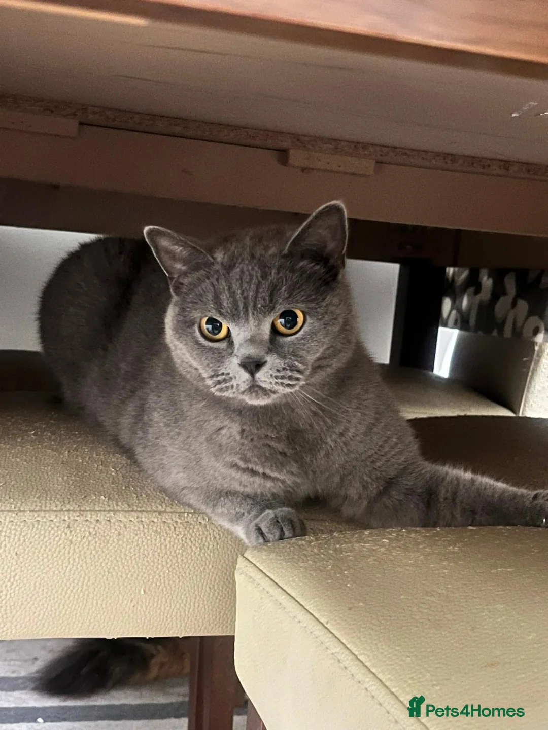 British Shorthair cats for sale: Scottish fold and British shorthair  in Cradley Heath - Advert 2