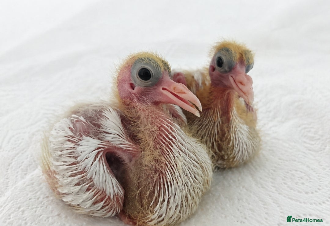 Pigeons birds Fantail pigeon  - Advert 1