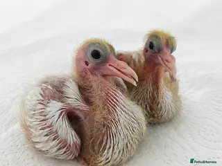 Pigeons birds Fantail pigeon - Advert 1