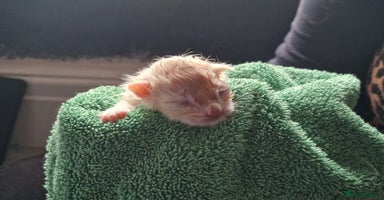 Ragdoll cats GCCF Registered Ragdoll Kittens - Advert 7