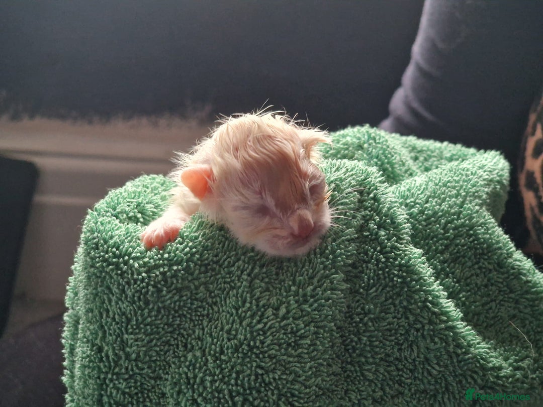 Ragdoll cats for sale: GCCF Registered Pedigree Ragdoll Kittens - Advert 9