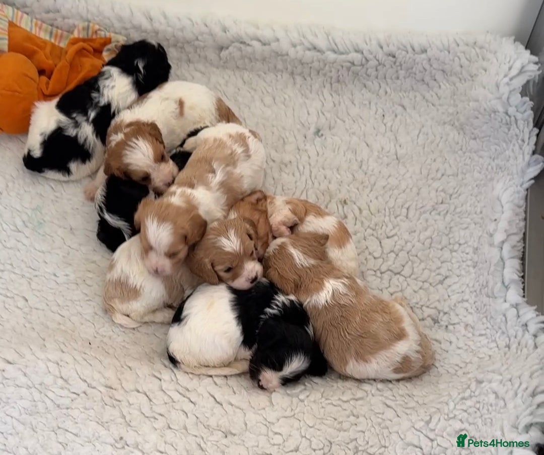 Cavapoo dogs for sale: F1 cavapoos fully genetic tested 5* breeder  - Advert 7