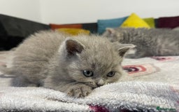 British Shorthair cats for sale: British shorthair kittens responsibly bred - Image 18