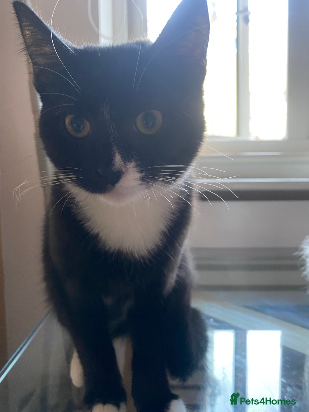 Mixed Breed cats for sale: LUNA  - Advert 2