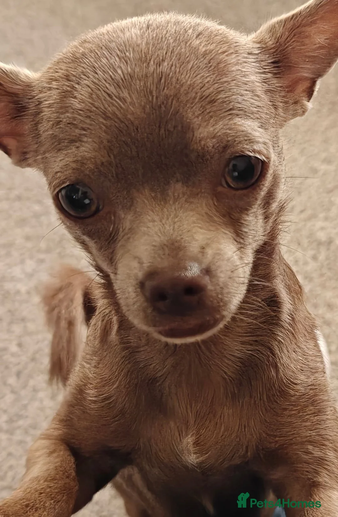 Chorkie dogs for sale: Gorgeous Little Chorkie, age 10 months in Hitchin - Advert 2