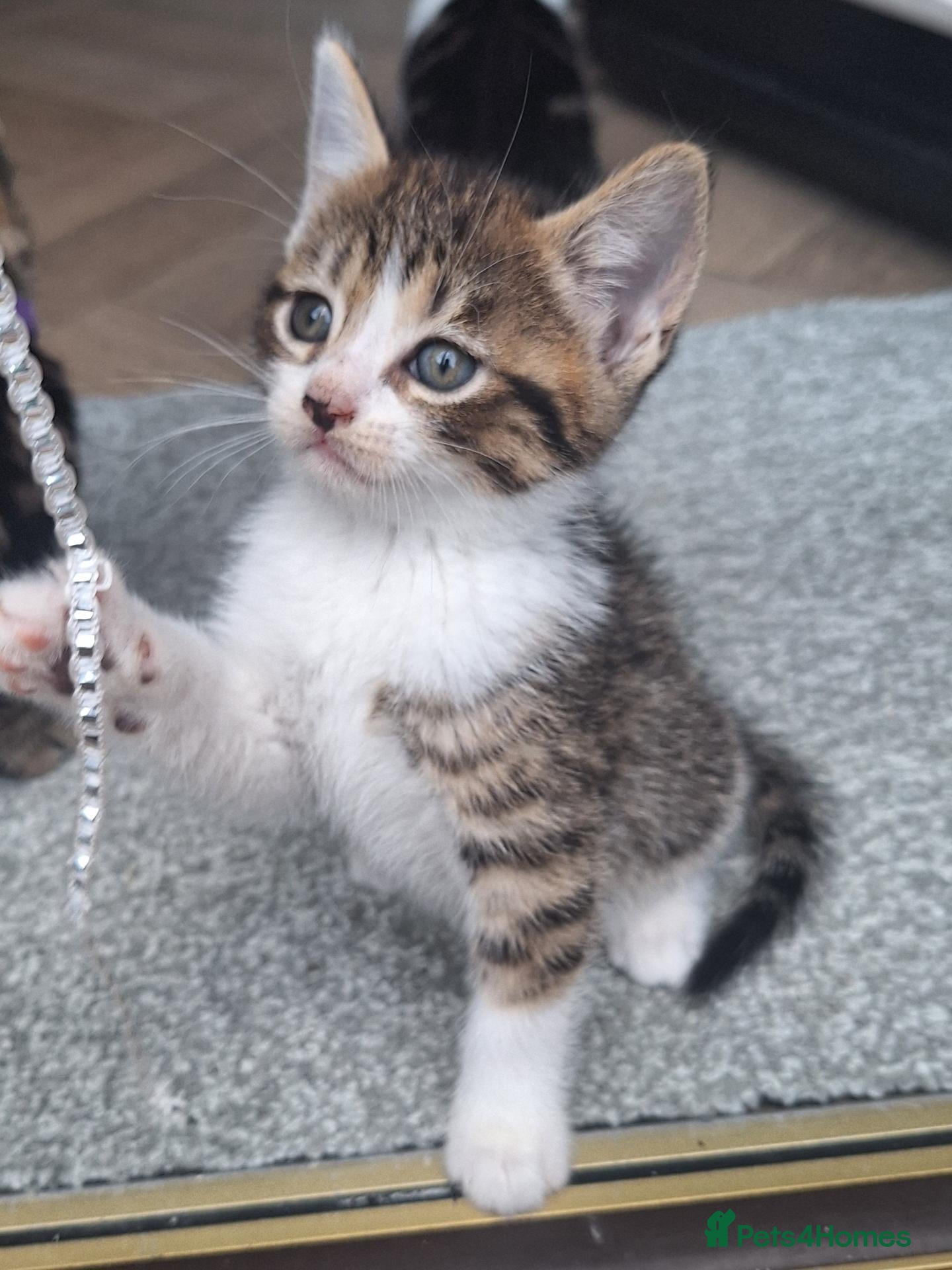 Bengal cats Bengal mix babies  - Advert 1