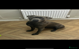 Cane Corso dogs for sale: 18 month old cane corso in Ipswich - Image 1