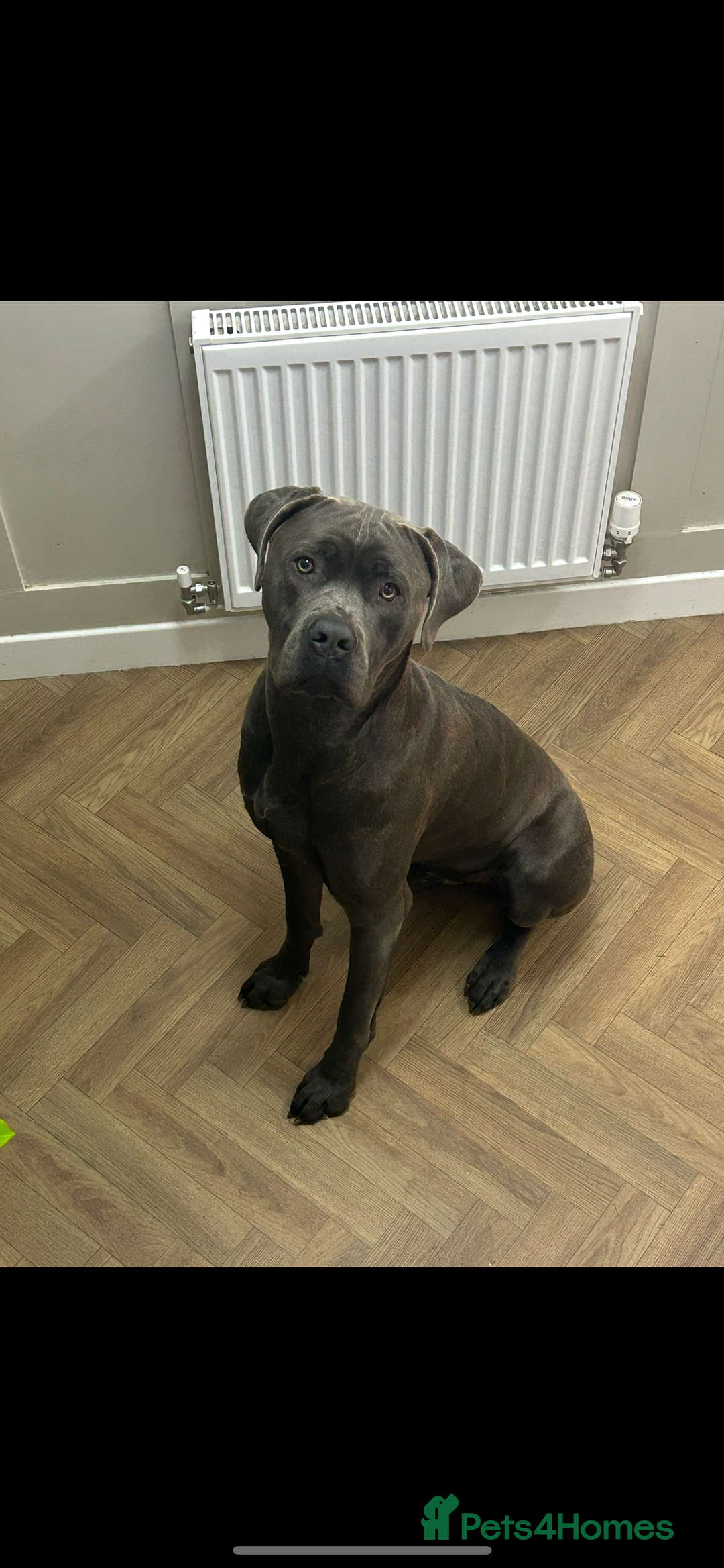 Cane Corso dogs for sale: 18 month old cane corso in Ipswich - Image 1