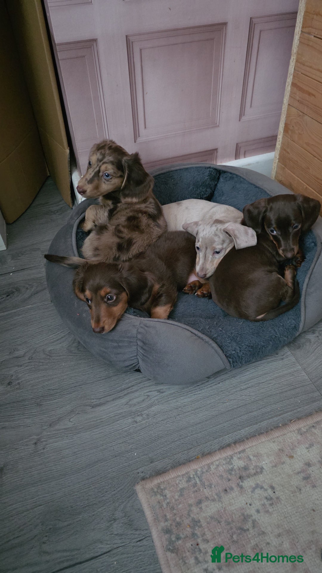 Miniature Dachshund dogs for sale: Miniature dachshund Puppies - Advert 3