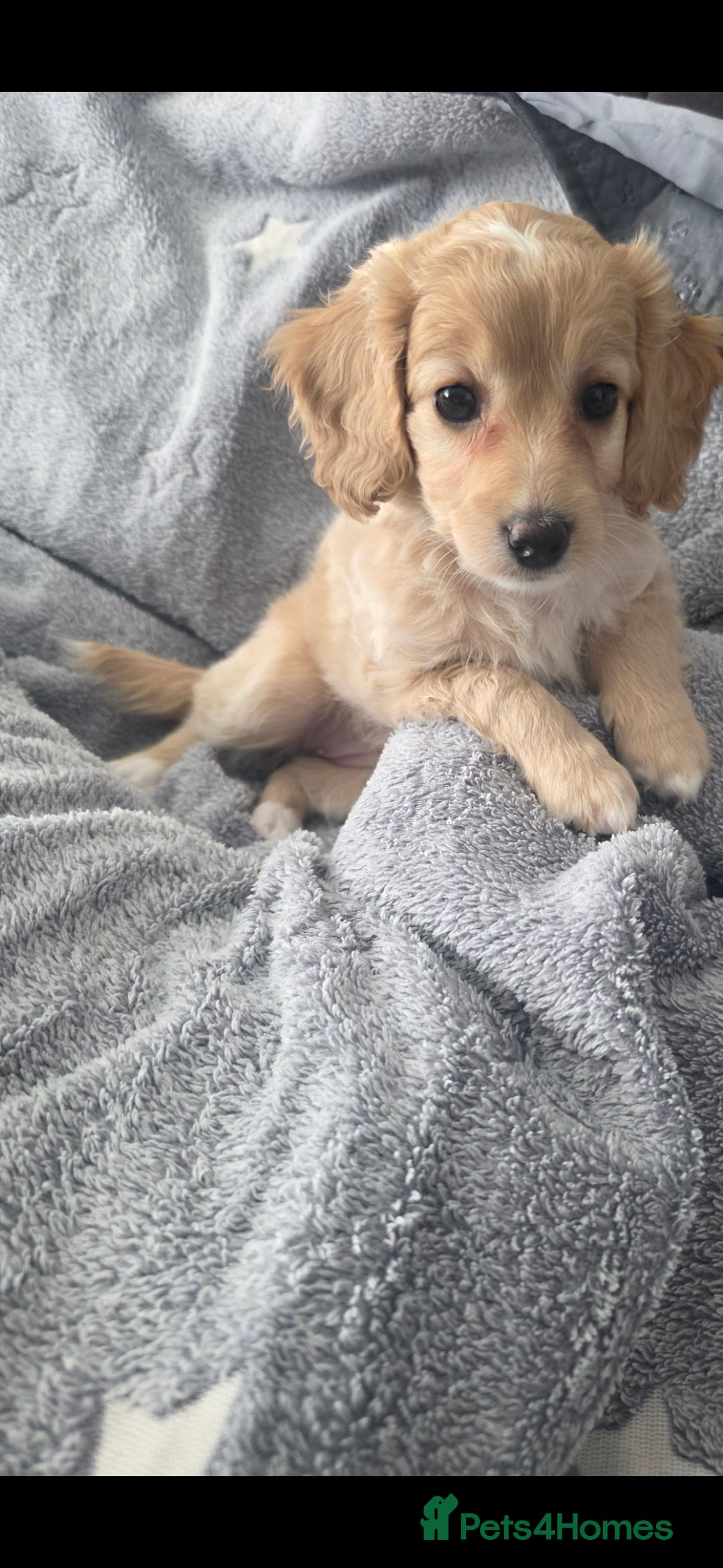 Cockapoo dogs for sale: BEAUTIFUL F1B COCKAPOO BABBIES  - Image 14