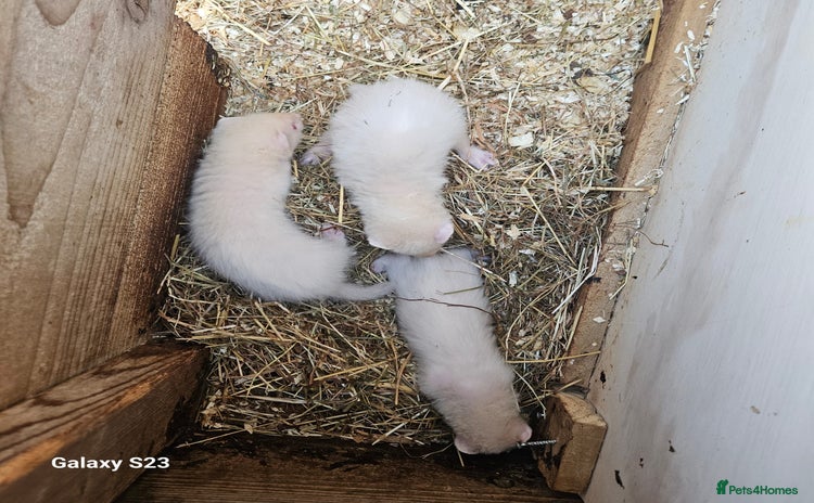 Ferret rodents - Advert 3