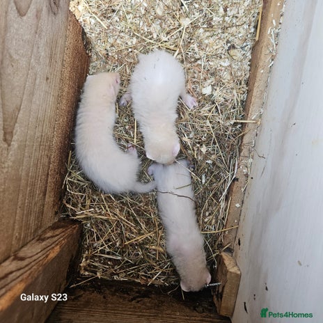 Ferret rodents - Advert 10