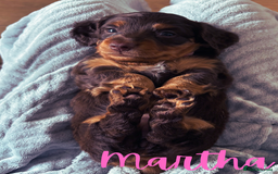 Miniature Dachshund dogs for sale: Long Haired Miniature Dachshunds - Image 10