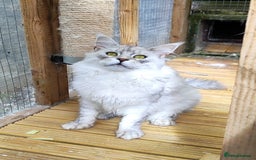 Maine Coon cats for sale: Beautiful NEUTERED boy  - Image 5