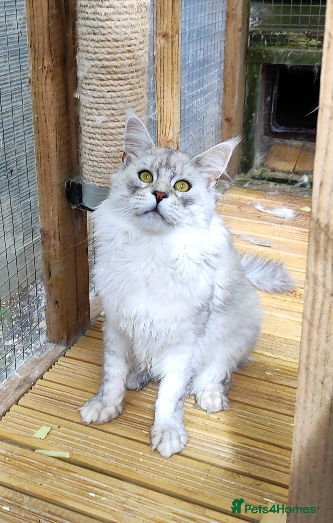 Maine Coon cats for sale: Beautiful NEUTERED boy  - Image 5