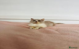 British Shorthair cats for sale: ChampionLine Kittens ready now  - Image 11