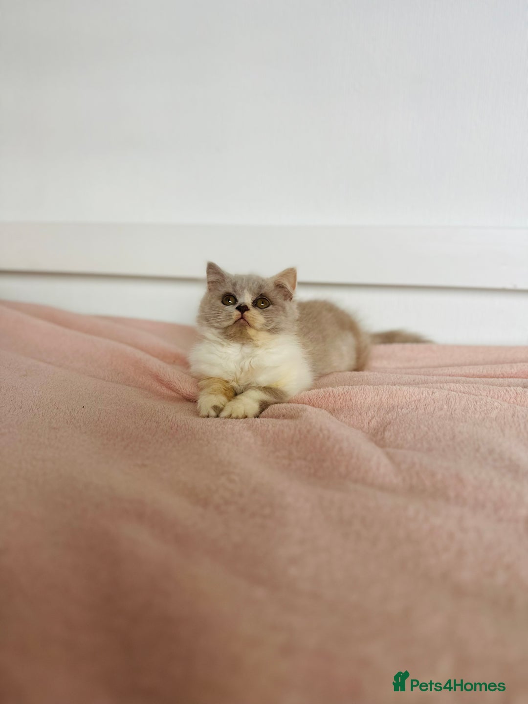 British Shorthair cats for sale: ChampionLine Kittens ready now  - Image 11