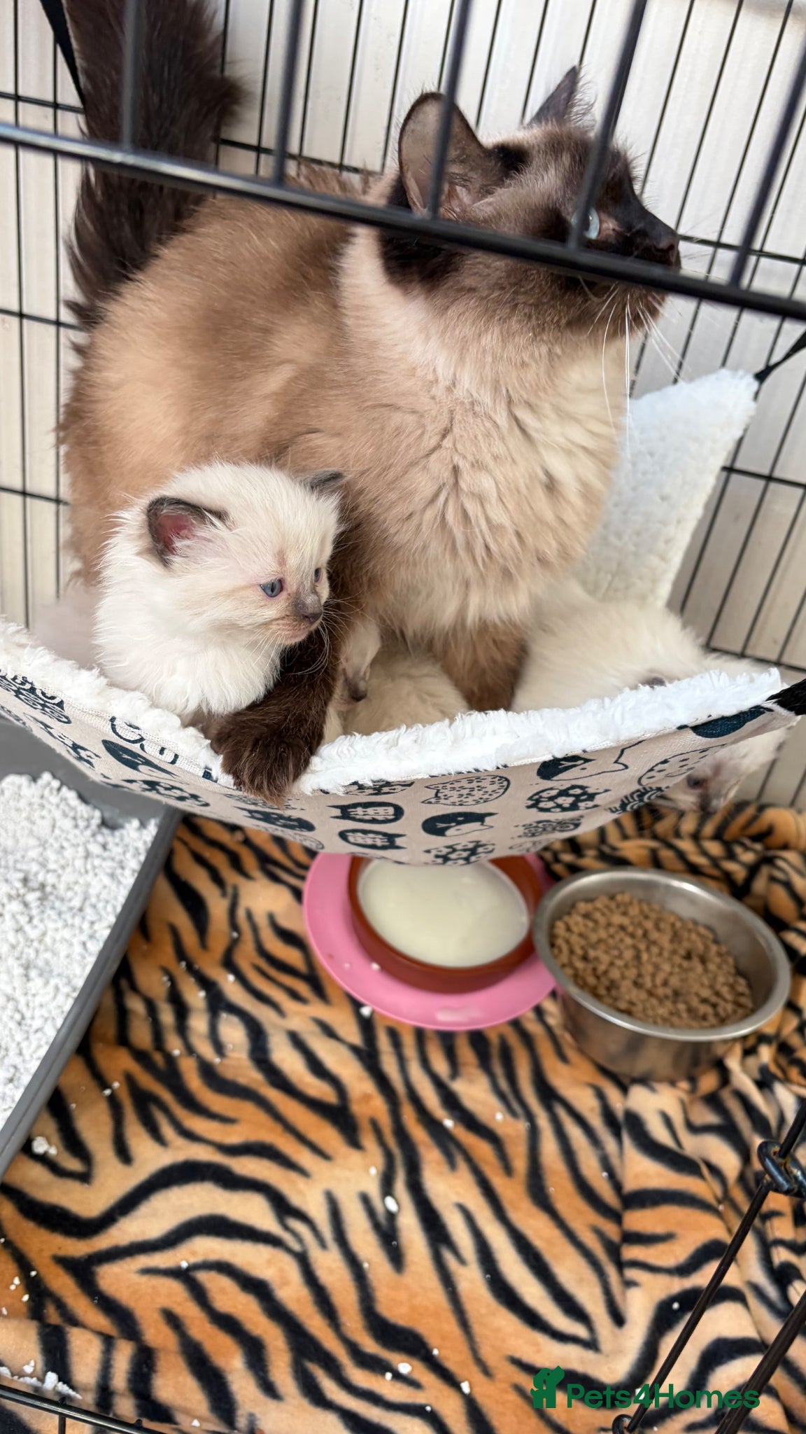 Ragdoll cats Beautiful blue point ragdoll kittens  - Advert 4