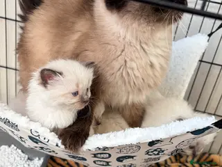 Ragdoll cats Beautiful blue point ragdoll kittens - Advert 9