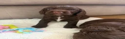 Sprocker dogs for sale: 8 beautiful chocolate and white cocker spaniels  - Advert 7