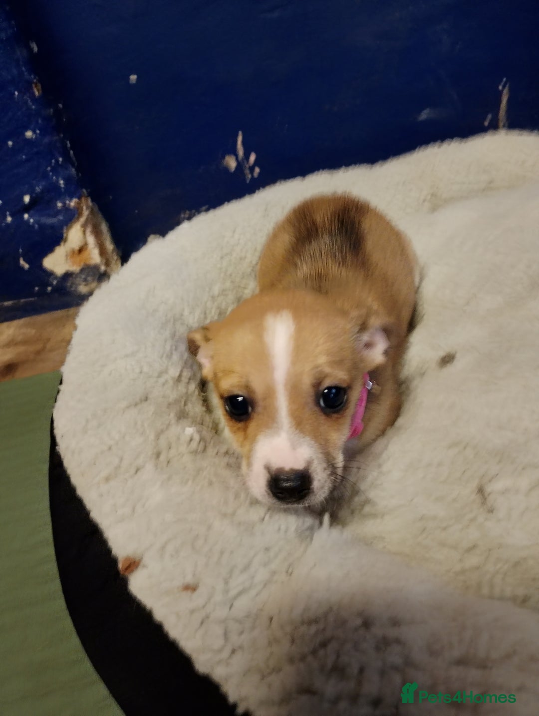 Mixed Breed dogs for sale: Four bueatuful pups forsale  - Advert 6