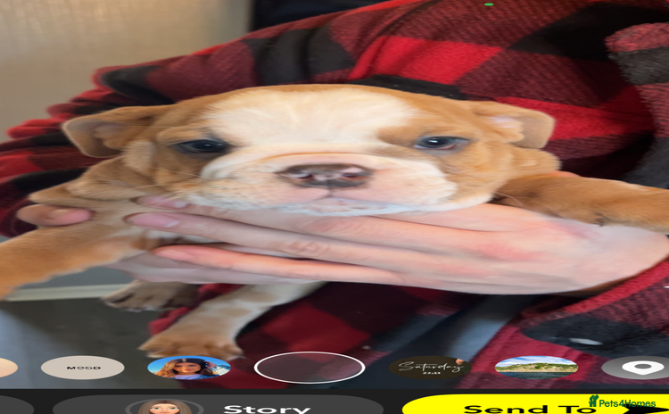 English Bulldog dogs Take me home today ❤️ 2 ladies left ❤️ - Advert 5