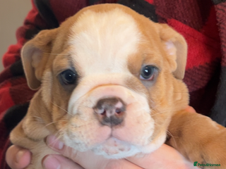 English Bulldog dogs Take me home today ❤️ 2 ladies left ❤️ - Advert 11