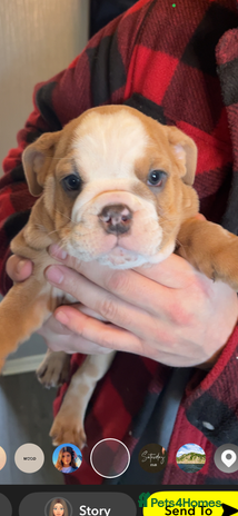 English Bulldog dogs Take me home today ❤️ 2 ladies left ❤️ - Advert 5