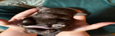 Cockapoo 3