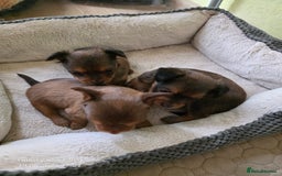Russian Toy Terrier dogs for sale: Russian Toy Puppies  - Image 6