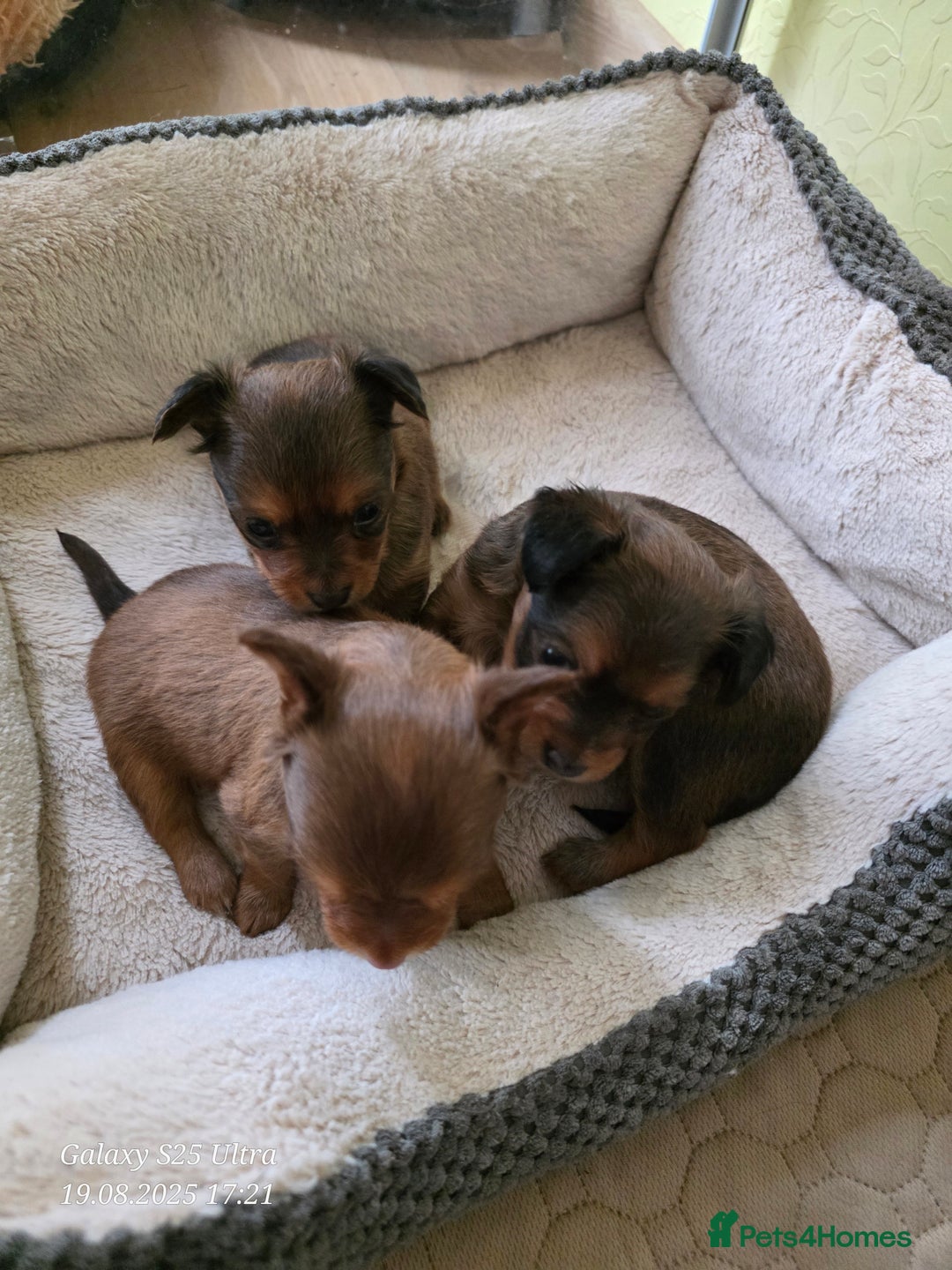 Russian Toy Terrier dogs for sale: Russian Toy Puppies  - Image 6