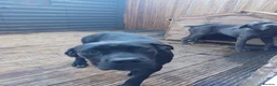 Cane Corso dogs for sale: Nylah - Advert 4