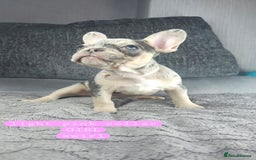 French Bulldog dogs for sale: KC unique french bulldogs - Image 1