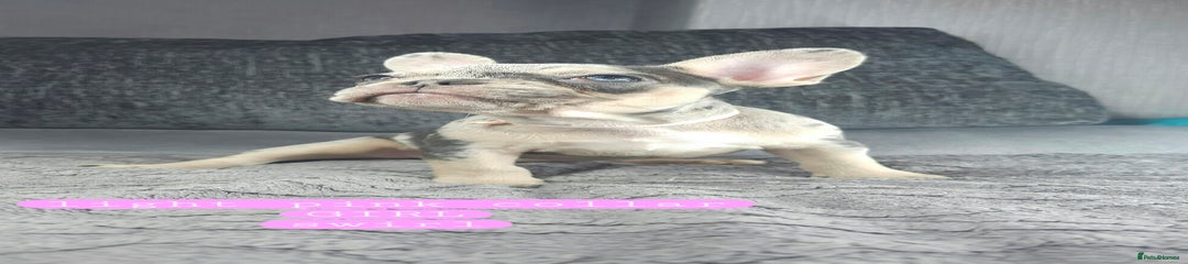 LIGHT PINK COLLAR-SWIRL
