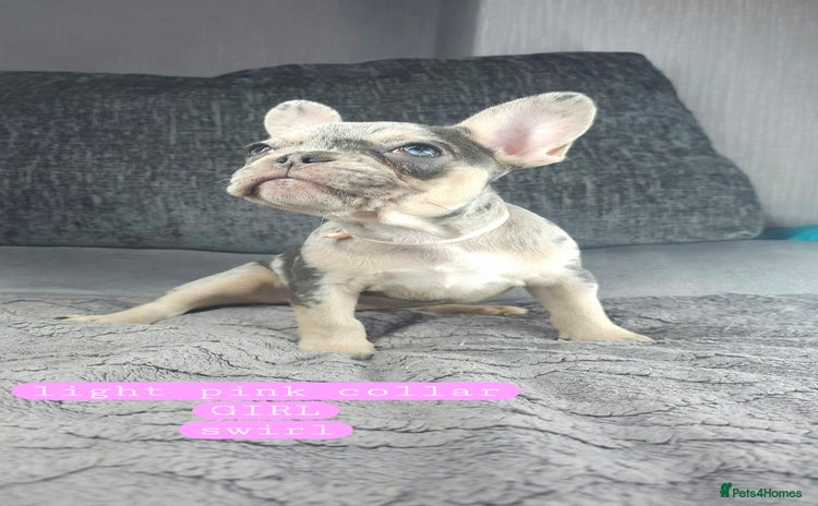 French Bulldog dogs - Advert 2