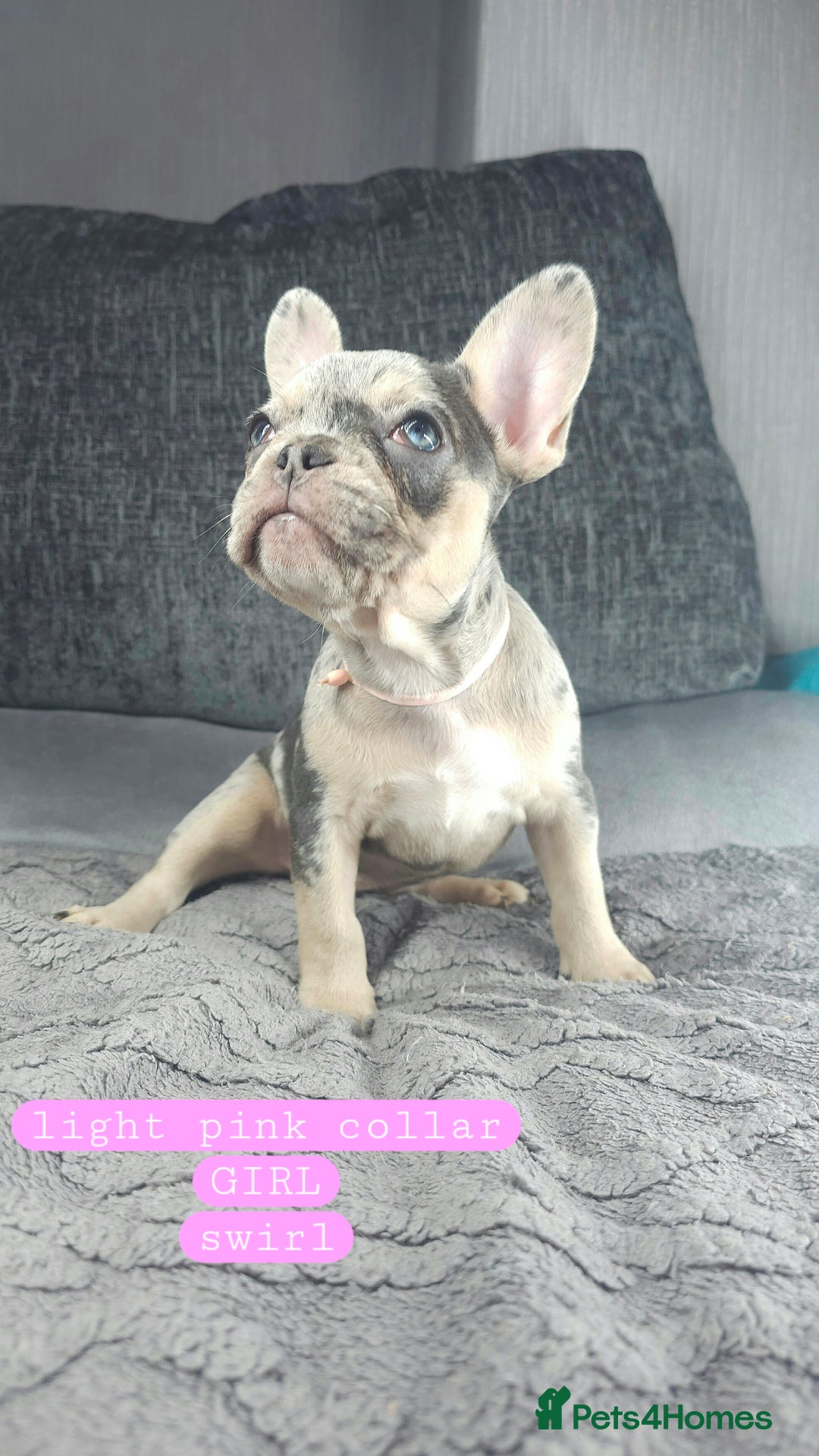 French Bulldog dogs for sale: KC unique french bulldogs - Image 1