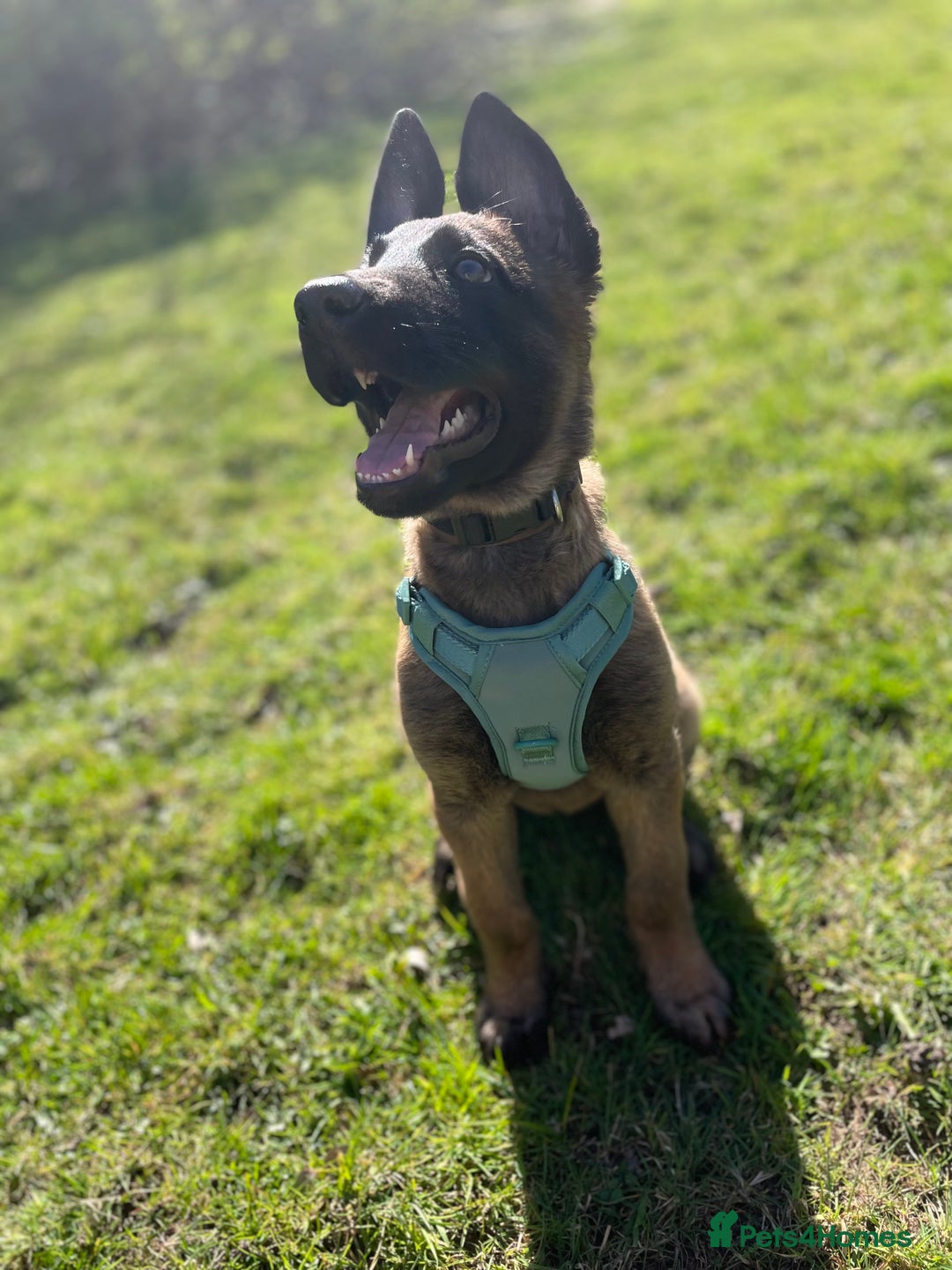 Mixed Breed dogs for sale: German shepherd cross Belgian malinios 8 months  - Image 15