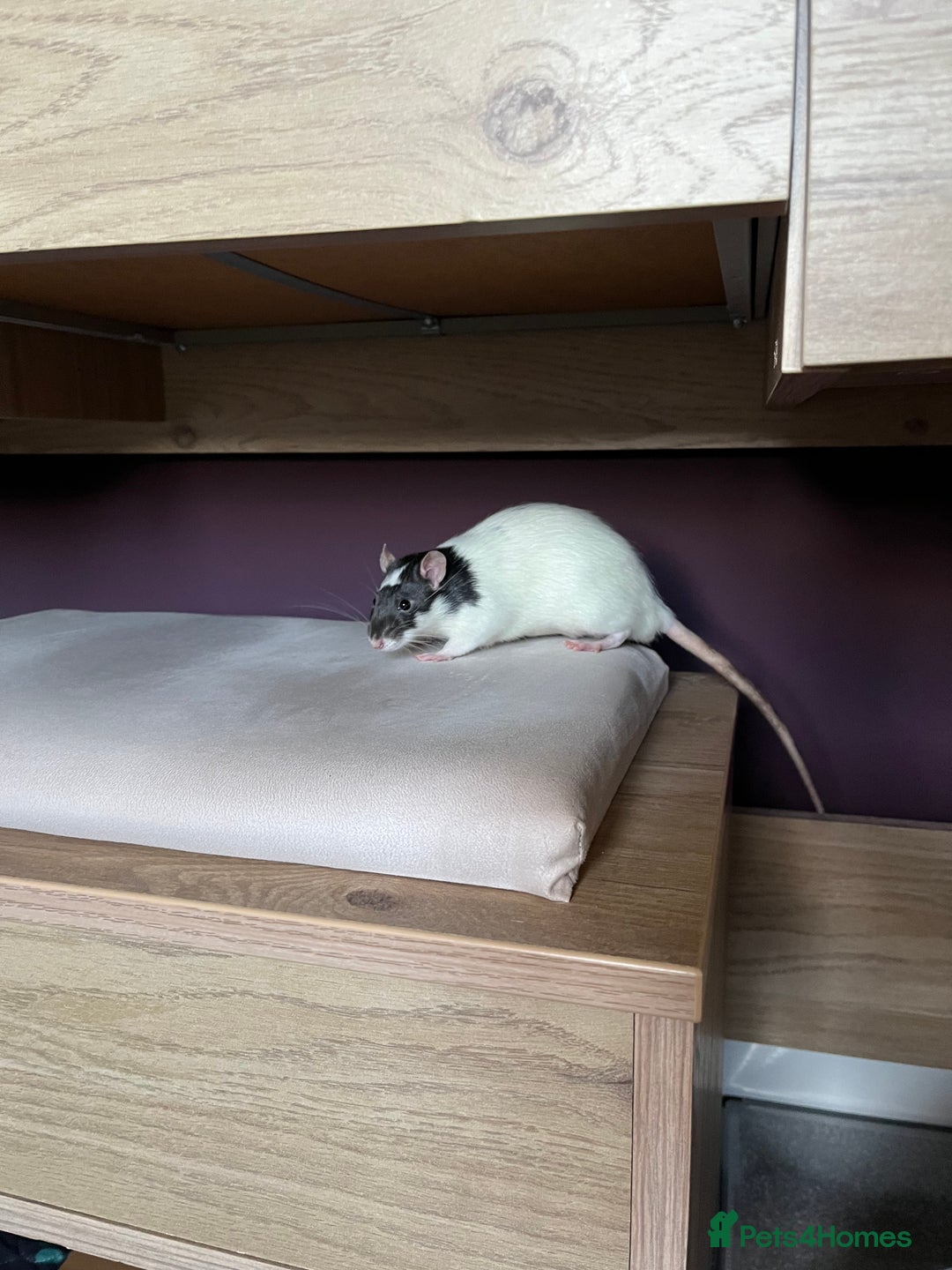 Rat rodents for sale: 3 male rats - Advert 4