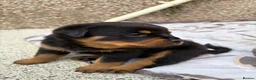 Rottweiler dogs for sale: Rottweiler puppies  - Advert 2