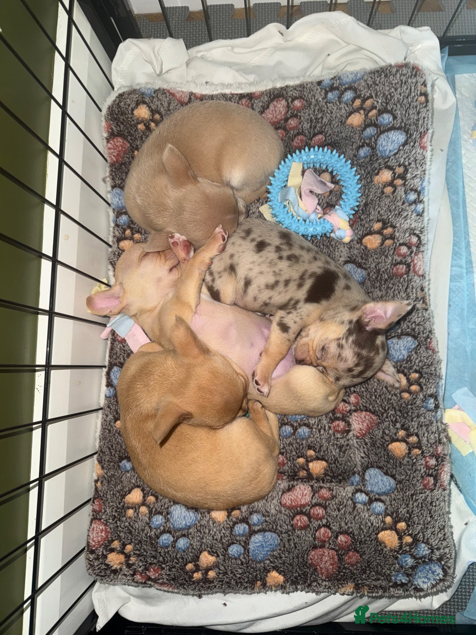 Chihuahua dogs STUNNING LILAC & TAN BOYS FOR SALE  - Advert 5