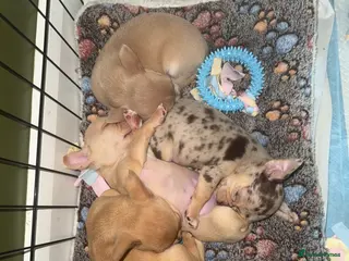 Chihuahua dogs STUNNING LILAC & TAN BOYS FOR SALE - Advert 20