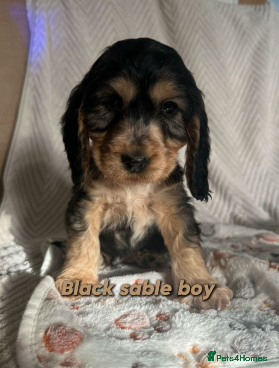 Cocker Spaniel dogs for sale: Show cocker Spaniel puppies ready to leave now - Advert 19