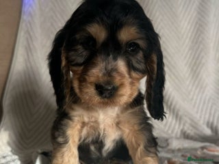 Cocker Spaniel dogs Show cocker Spaniel puppies ready to leave now - Advert 8