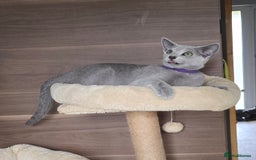 Russian Blue cats for sale: Russian Blue kittens Tica registered  - Image 27