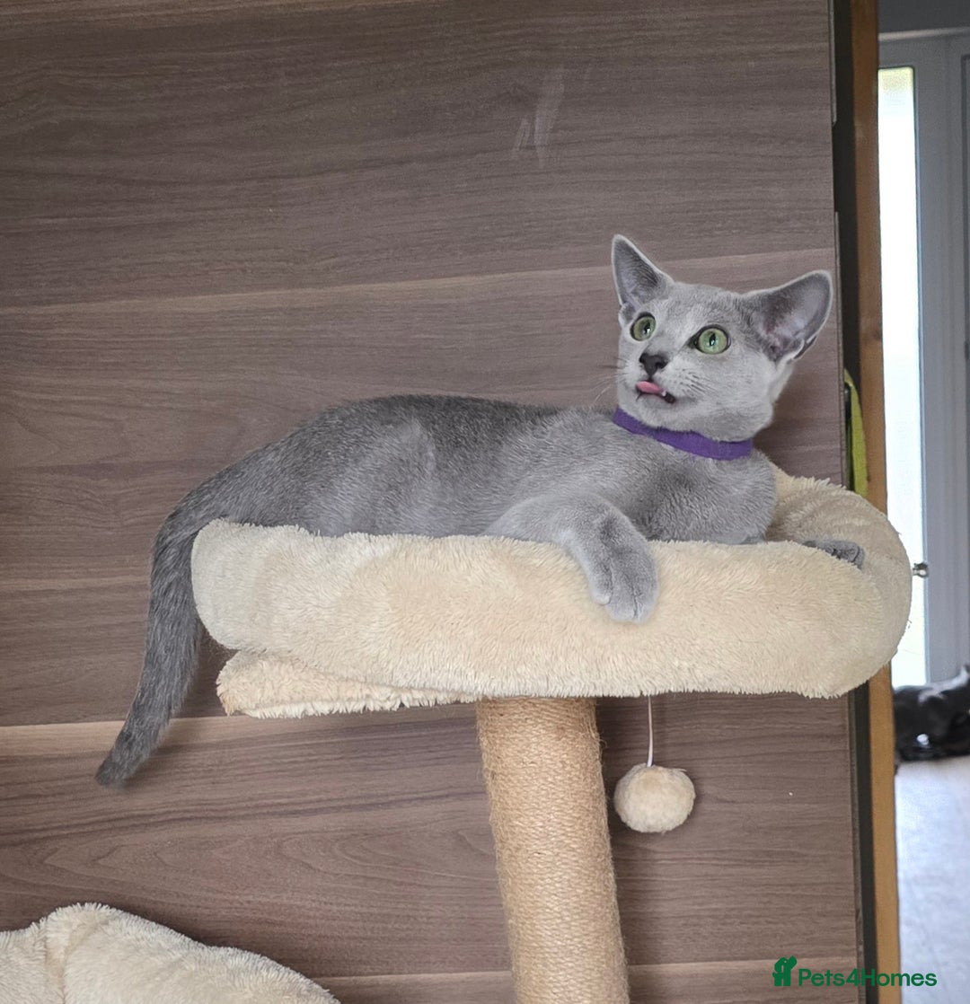 Russian Blue cats for sale: Russian Blue kittens Tica registered  - Image 27