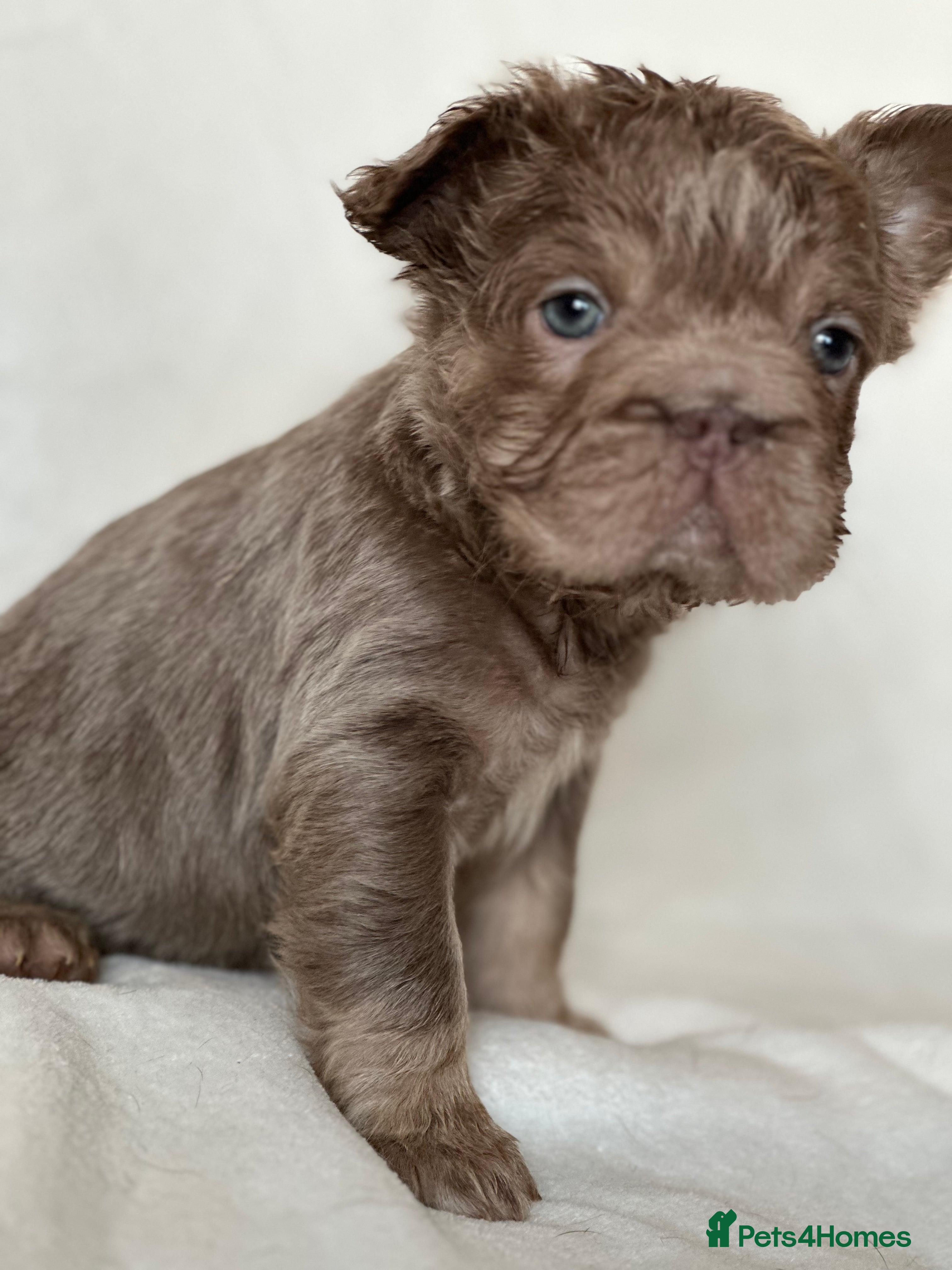 French Bulldog dogs NEW SHADE VISUAL FLUFFY+ ISABELLA FRENCH BULLDOG  - Advert 3